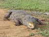 crocodile