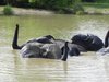 elephants bathing