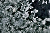 Snowflakes