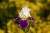 Purple Iris