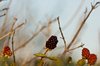 Almost Blackberries