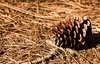 Pine Cone and Straw
