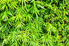 bamboo green leaf texture