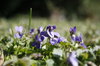 spring flowers