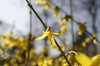 spring flowers