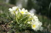 spring flowers