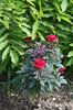 spring images