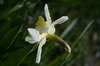 spring images