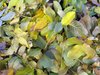 Leaves