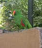 parrot