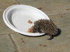 hungry hedgehog