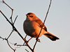 Saltmarsh Sparrow