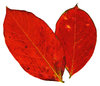 Two Leaves 1