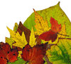 Leaf Collage 9