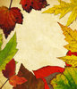 Leaf Collage 15