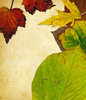 Leaf Collage 13