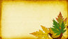 Leaf Collage 3