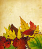 Leaf Collage 7