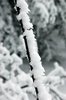 branch