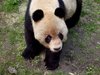 Giant Panda