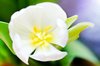 White tulip