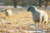 Sheep in a field