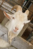 Goat Head