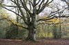 Ancient beech tree