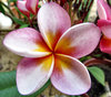 frangipani colour8