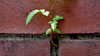 wall growth2