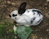 bunny