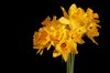 Bouquet of daffodils