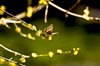 Spring Bud Butterfly