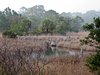 Misty Swamp