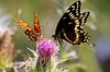 Butterflies Share