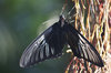 Birdwing butterfly