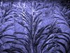 frost pattern 3