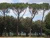 high trees in park