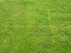 Grass