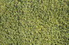 Plant carpet texture