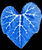 blue heart