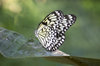Paper lace butterfly