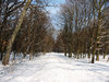 winter scene