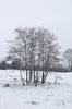 Snowy trees