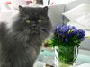 my persian cat