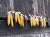 hanging corn