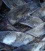 Palm Tree Bark
