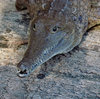 never smile at a crocodile4