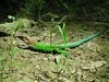 south american lizzard