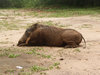 wild boar
